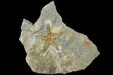 Ordovician Starfish (Petraster?) Fossil - Morocco #100499-1